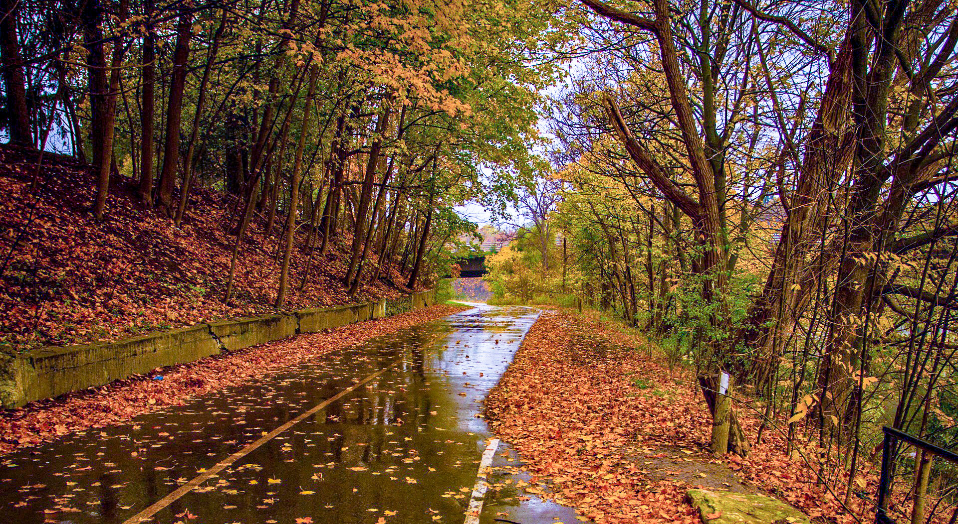 © pixabay street leaves stocksnap